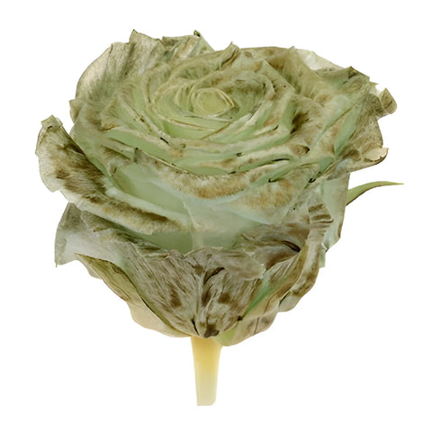 Preserved Pasochoa Rose