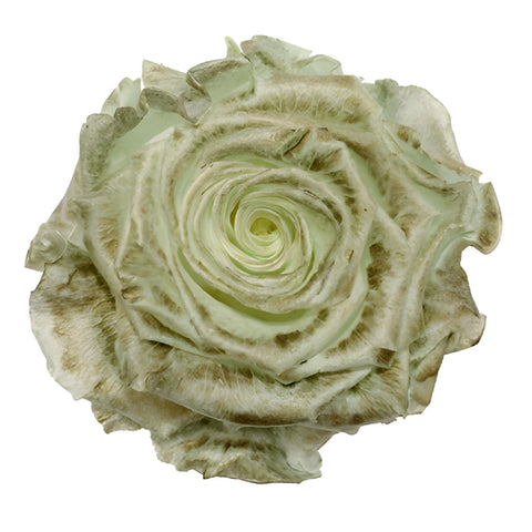 Preserved Pasochoa Rose