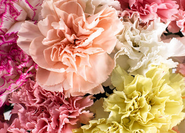 Pink Carnation Flower Up Close