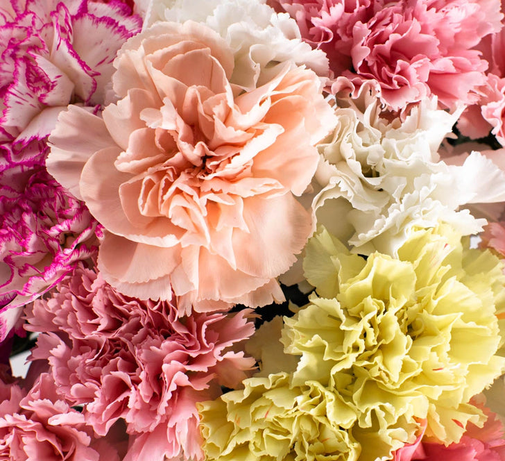 Pink Carnation Flower Up Close