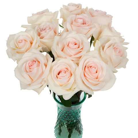 Cotton Candy Rose