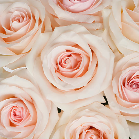 Cotton Candy Rose