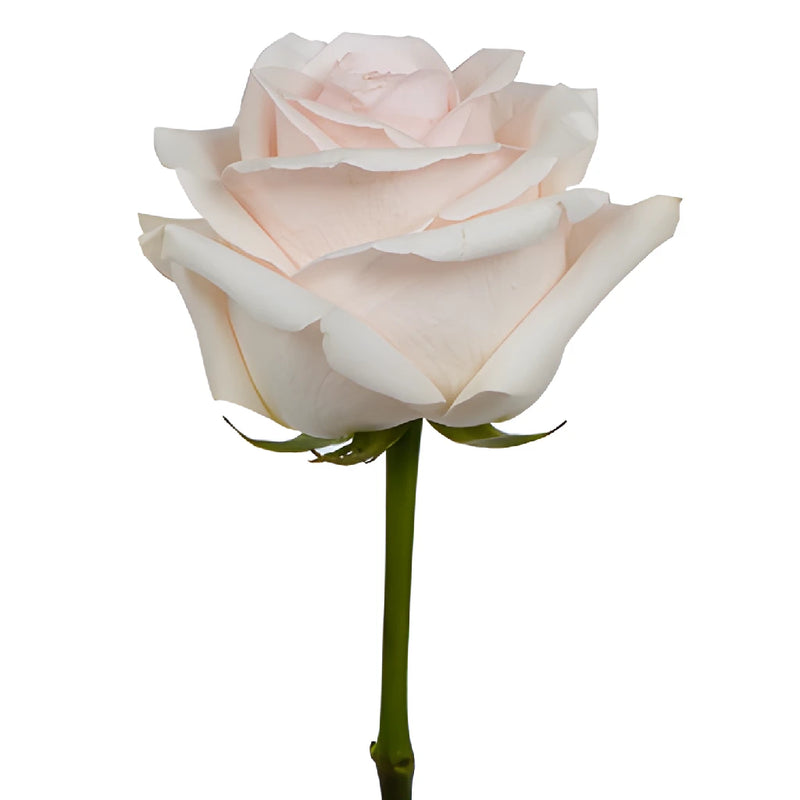 Cotton Candy Rose