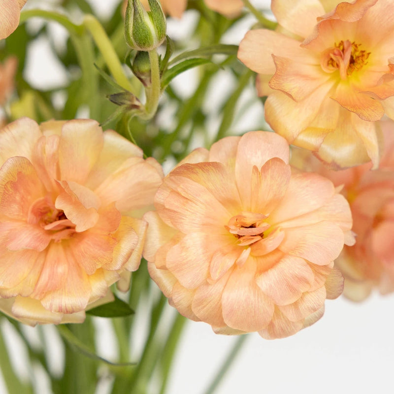 Peach Pink Butterfly Ranunculus Flower Close Up - Image