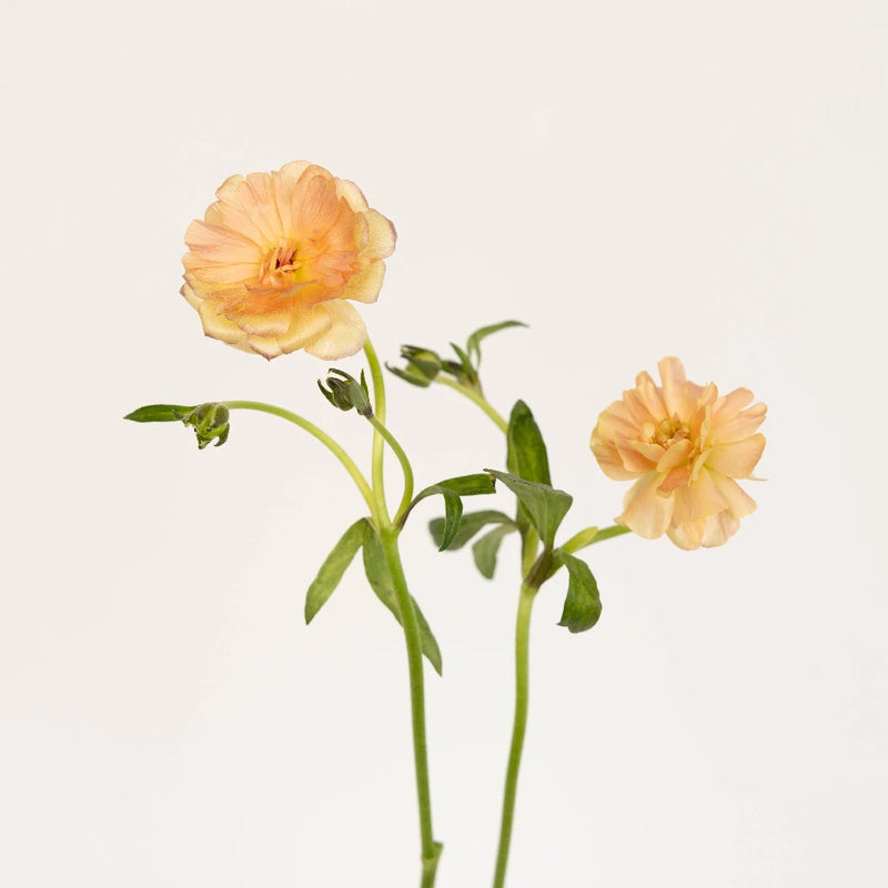 Peach Pink Butterfly Ranunculus Flower Stem - Image