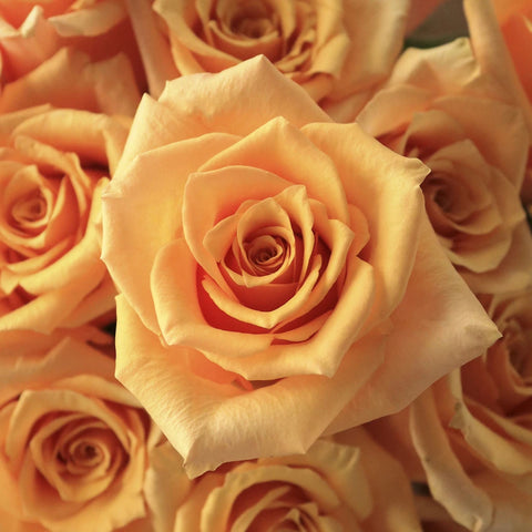 Peach Rose Flower Up Close