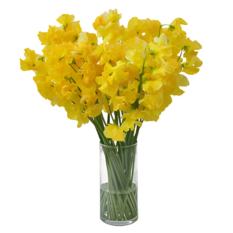 Golden Yellow Enhanced Japanese Sweet Pea Flowers