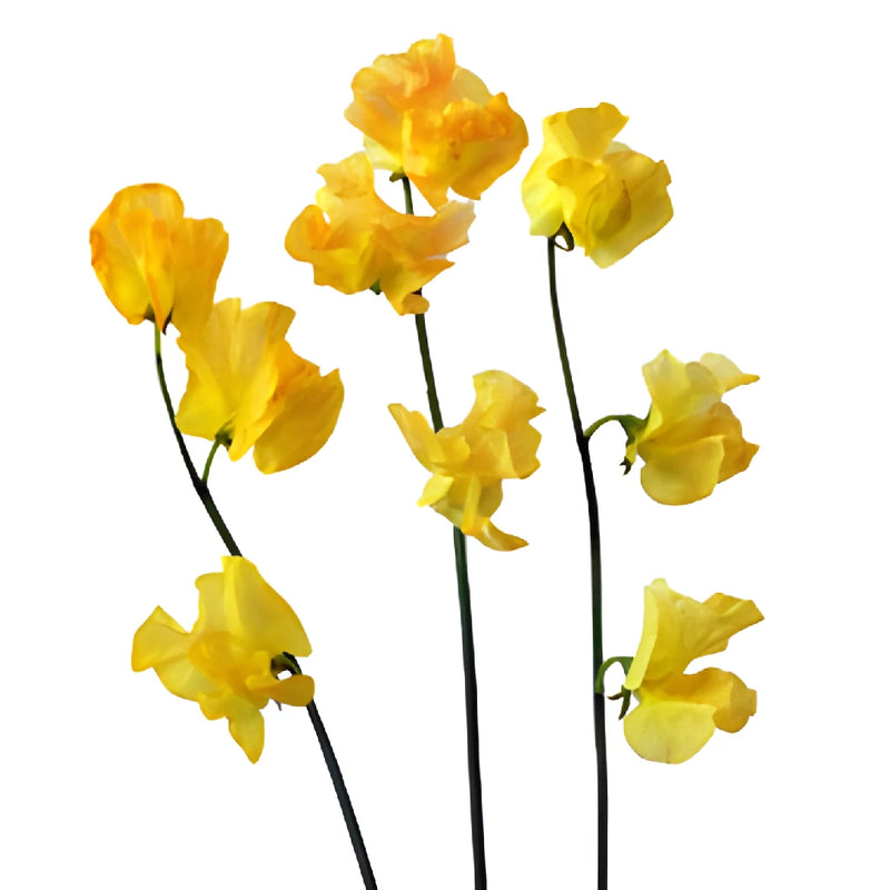 Golden Yellow Enhanced Japanese Sweet Pea Flowers