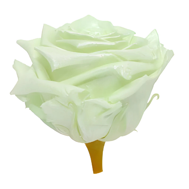 Preserved Pearl Touch Baby Green Rose