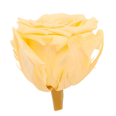 Preserved Pearl Touch Champagne Roses