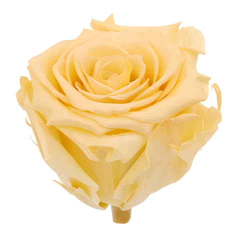 Preserved Pearl Touch Champagne Roses