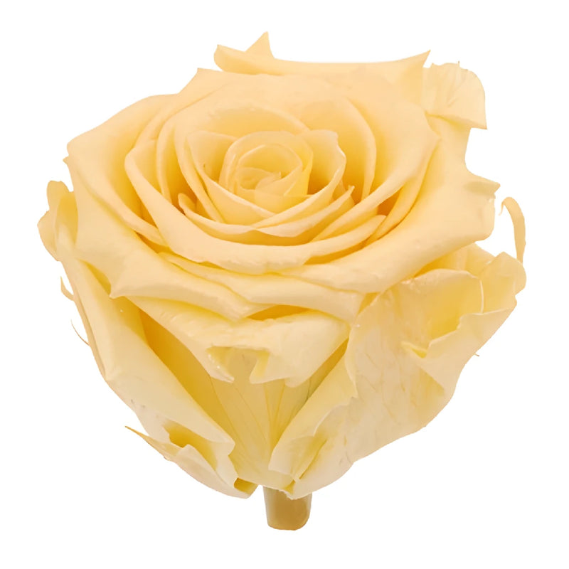 Preserved Pearl Touch Champagne Roses