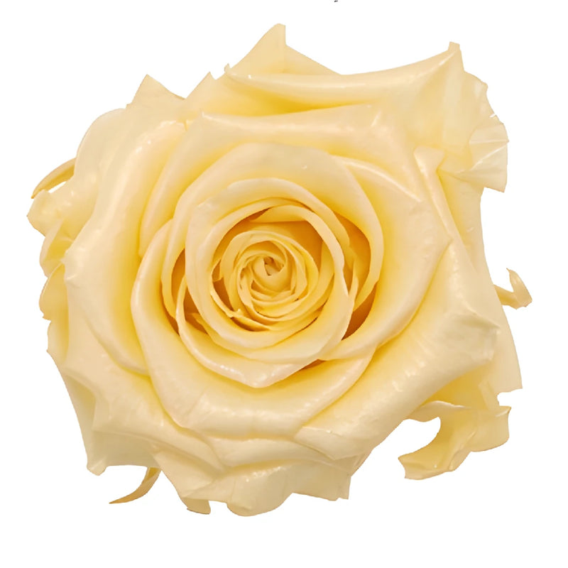 Preserved Pearl Touch Champagne Roses
