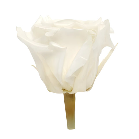 Preserved Pearl Touch Pure White Rose
