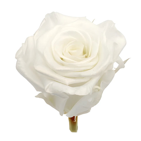 Preserved Pearl Touch Pure White Rose