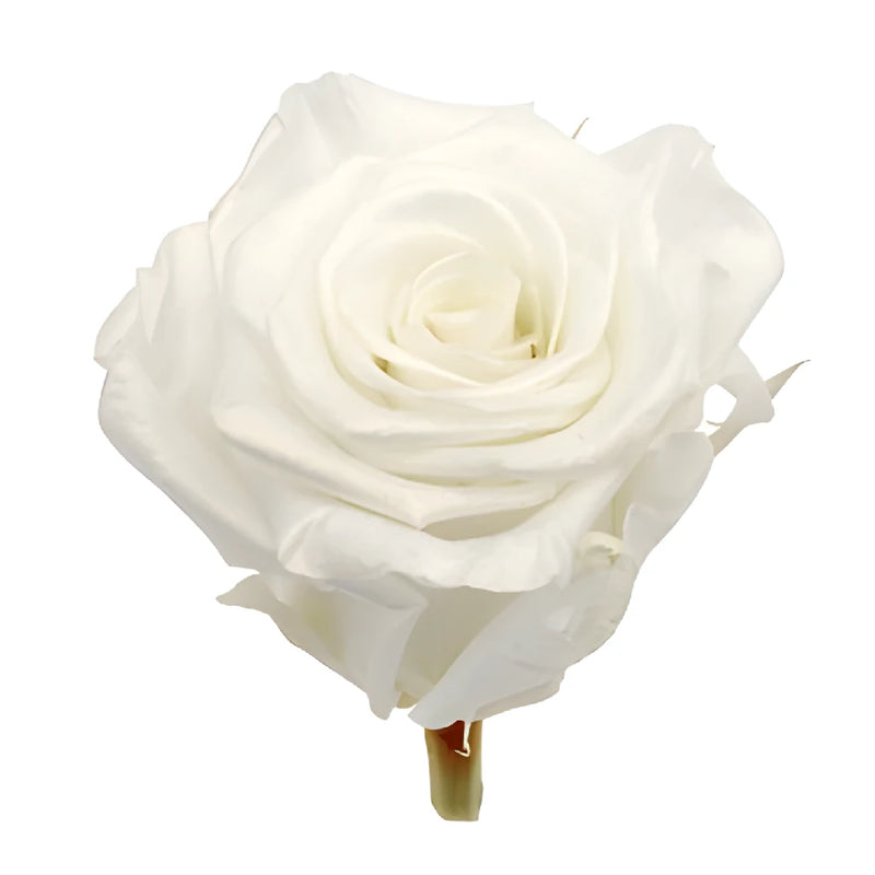 Preserved Pearl Touch Pure White Rose