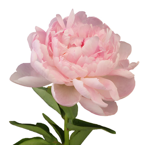 Pecher Blush Pink Peony Side Stem View