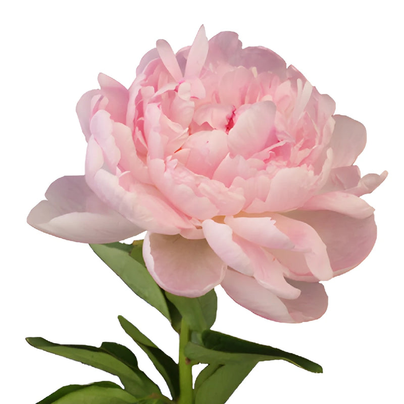 Pecher Blush Pink Peony Side Stem View