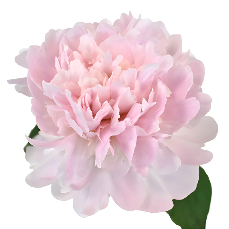 Pecher Blush Pink Peony Side Stem View