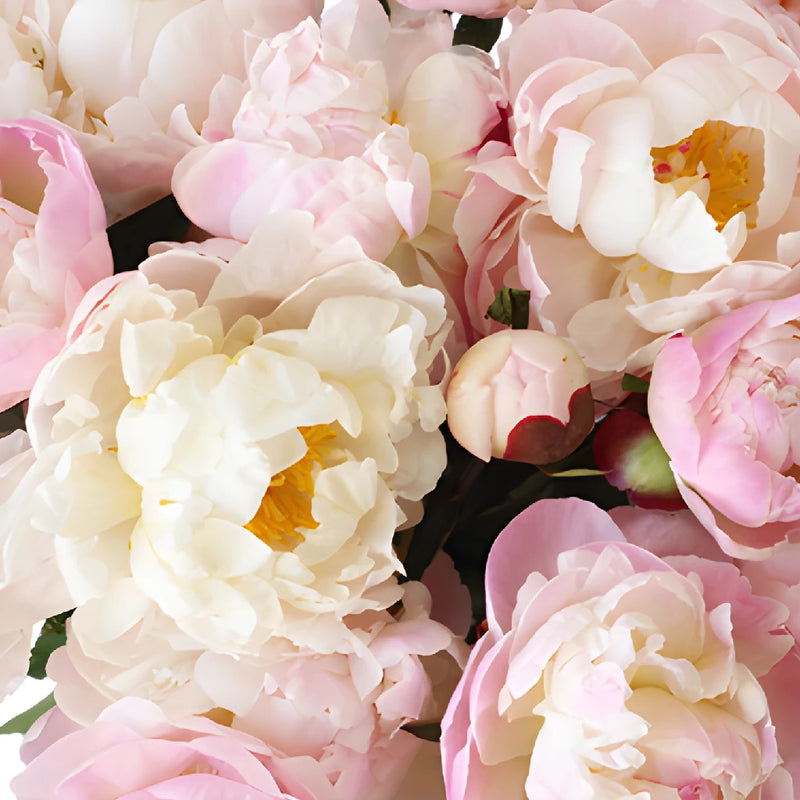 Pecher Blush Pink Wholesale Peony Bunch