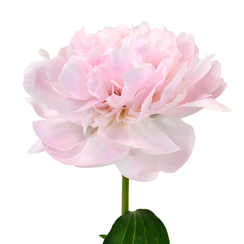Pecher Blush Pink Peony Stem
