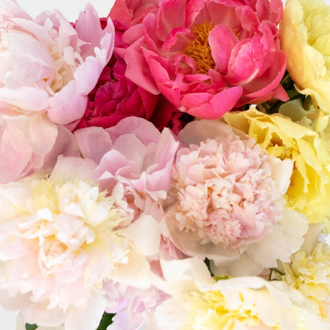 Peony Flower Mixed Colors Vase - Image
