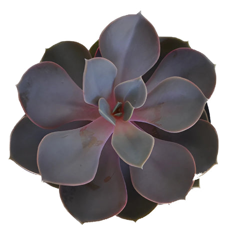 Purple Succulent Flower