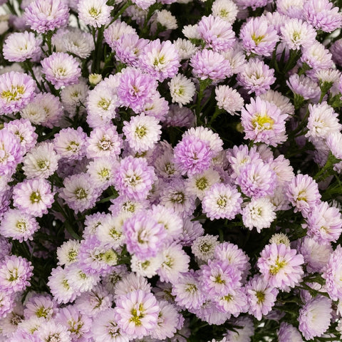 Petite Pink Aster Flower Close Up - Image