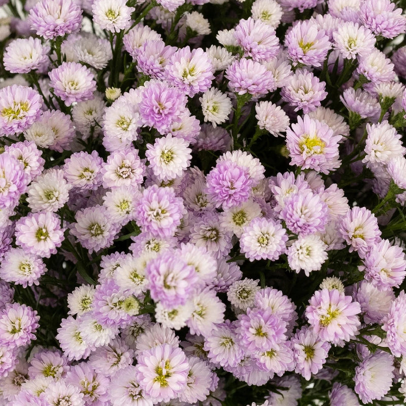 Petite Pink Aster Flower Close Up - Image