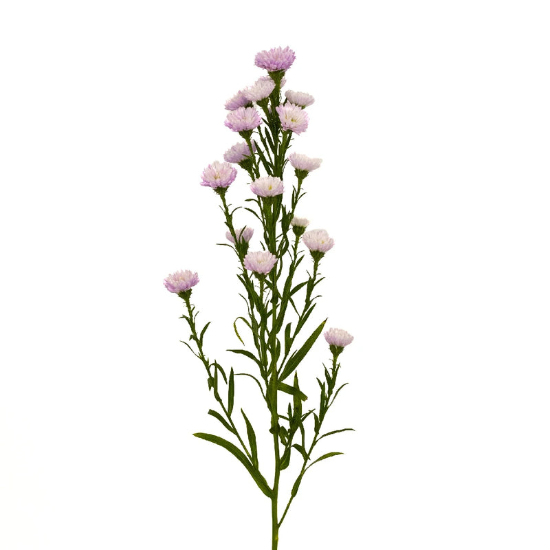 Petite Pink Aster Flower Stem - Image