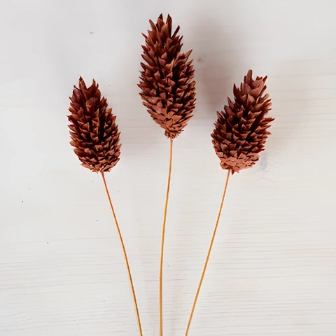 Chocolate Truffle Dried Canary Grass