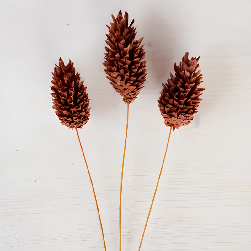 Chocolate Truffle Dried Canary Grass