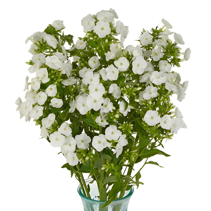 White Garden Phlox Flowers