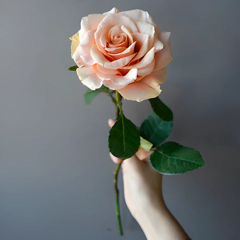 Ruffled Peach Rose