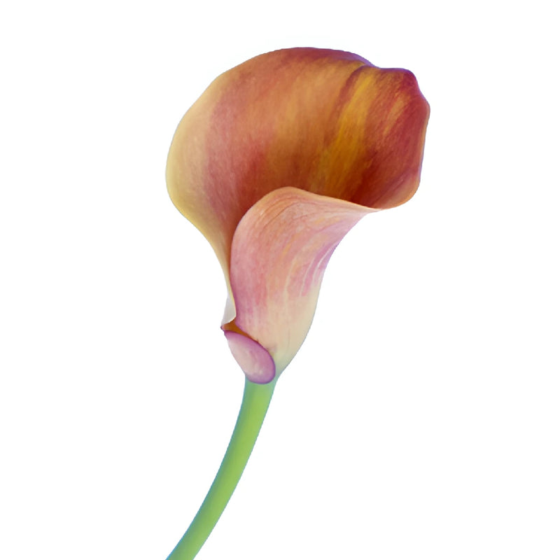 Hot Shot Orange Calla Lily Flower