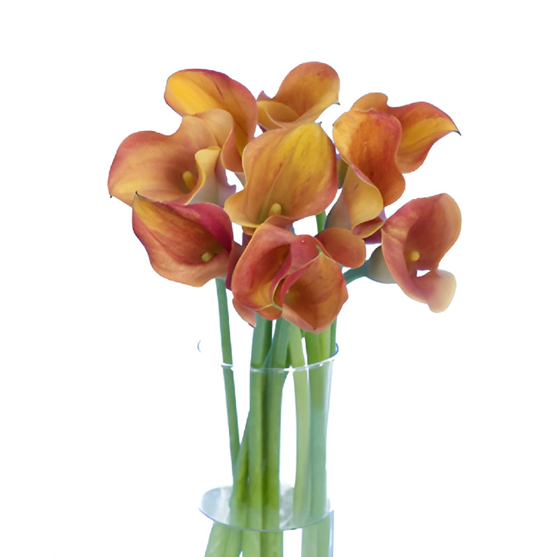 Hot Shot Orange Calla Lily Flower