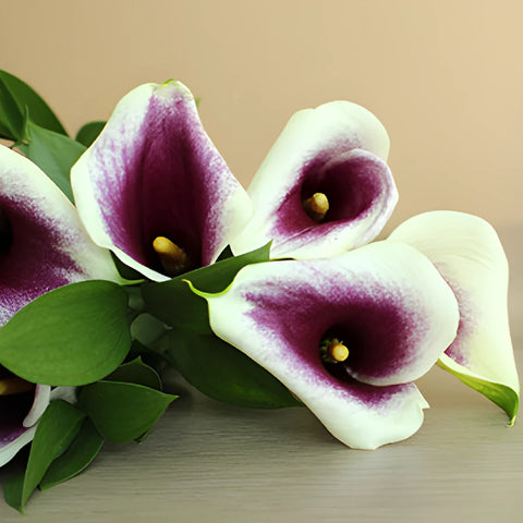 Save The Calla Lily Growers DIY Flower Kit
