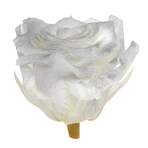 Preserved Pichincha Silver Mist Rose