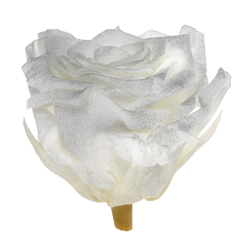 Preserved Pichincha Silver Mist Rose