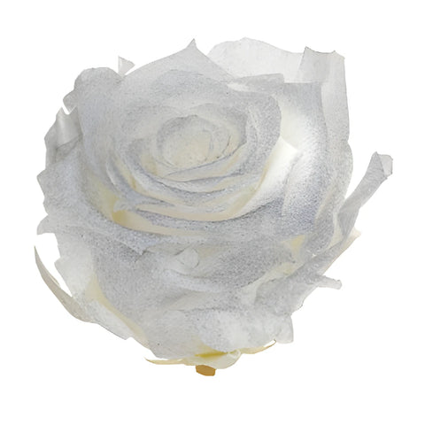 Preserved Silver Mist Pichincha Roses
