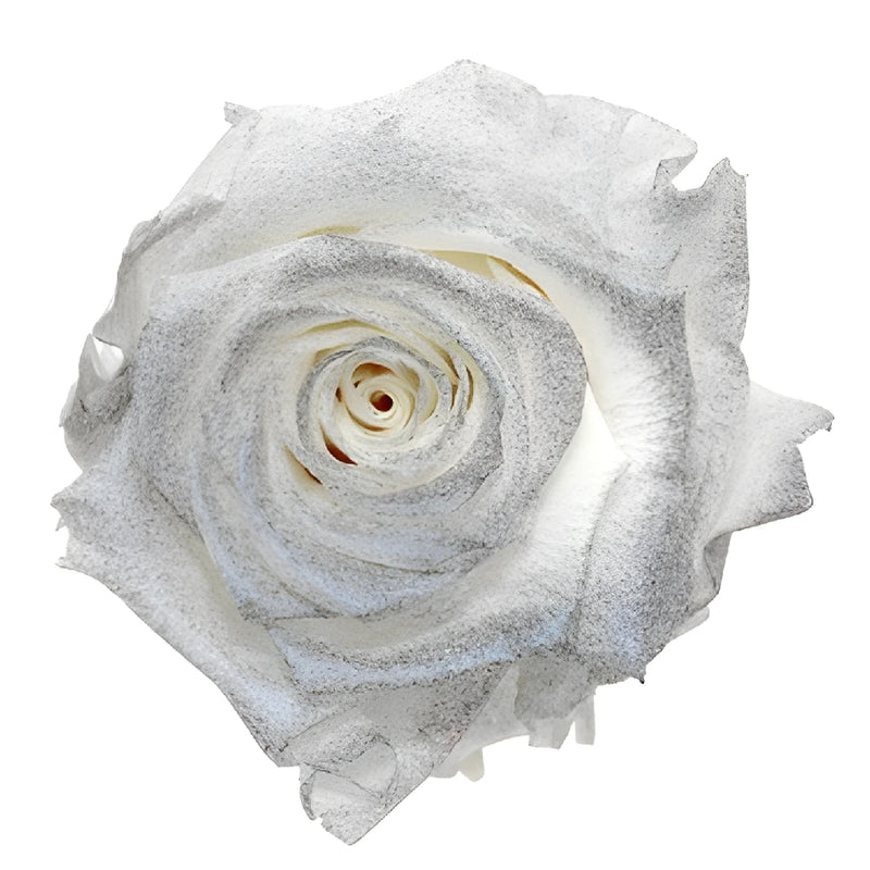 Preserved Pichincha Silver Mist Rose