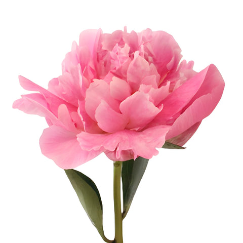 Pink Alex Flemming Peony Side Stem View