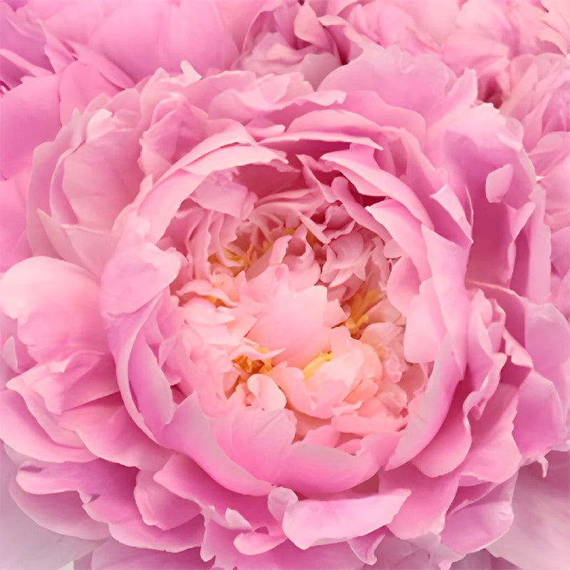 Pink Alex Flemming Peonies up close