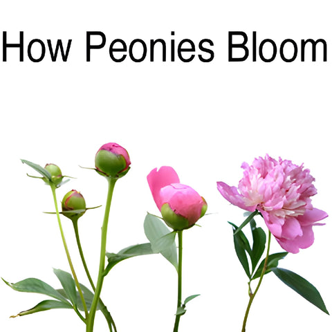 Pink Alex Flemming Peonies up close