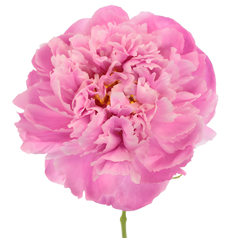 Pink Alex Flemming Peony Stem