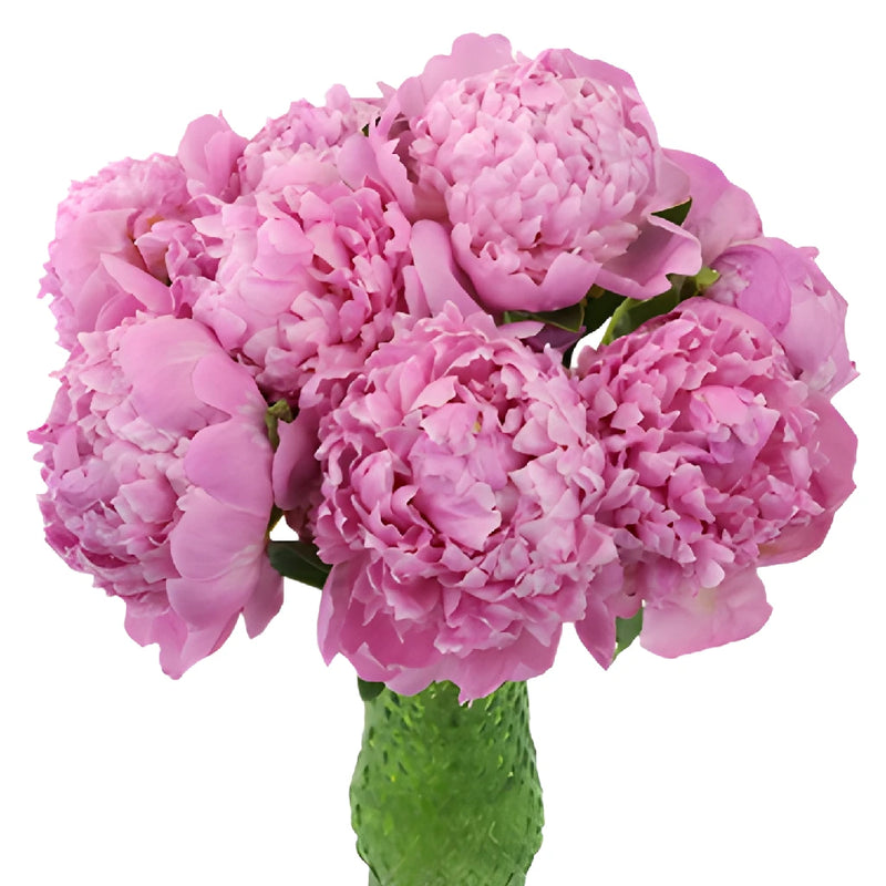 Medium Pink Peonies for July