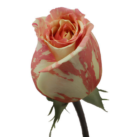 Pink and White Fiesta Rose Side Stem View
