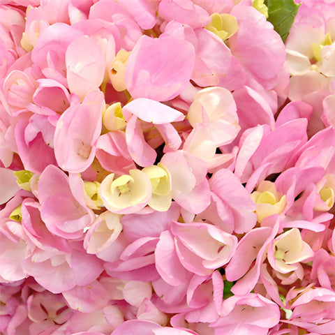 Pink Blossom Hydrangea Flowers Up Close