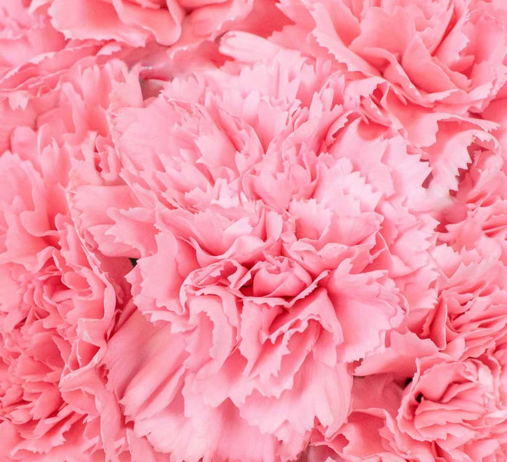Red Carnations Flower Up Close