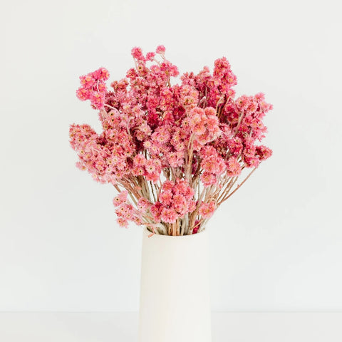 Pink Dried Craspedia Andrean Asters Vase - Image